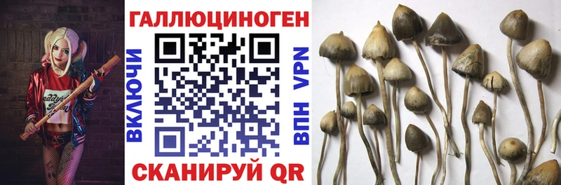 закладки  Верхоянск  Галлюциногенные грибы Psilocybine cubensis 